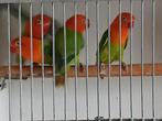 Fischeri  opaline, Dieren en Toebehoren, Meerdere dieren, Dwergpapegaai of Agapornis