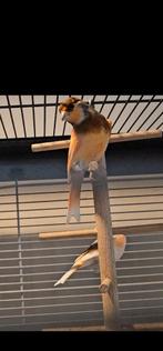 Koppel harlekijn kanaries, Meerdere dieren