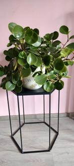 Stekjes Krokodillentranen (peperomia obtusifolia), Groene kamerplant, Ophalen of Verzenden, Overige soorten, Minder dan 100 cm