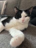 Kater, 8 maanden oud, Dieren en Toebehoren, Katten en Kittens | Raskatten | Korthaar, Kater, 0 tot 2 jaar