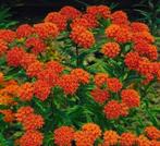 Asclepias Tuberosa (knolzijde plant) zaden, Ophalen of Verzenden, Najaar, Volle zon, Zaad