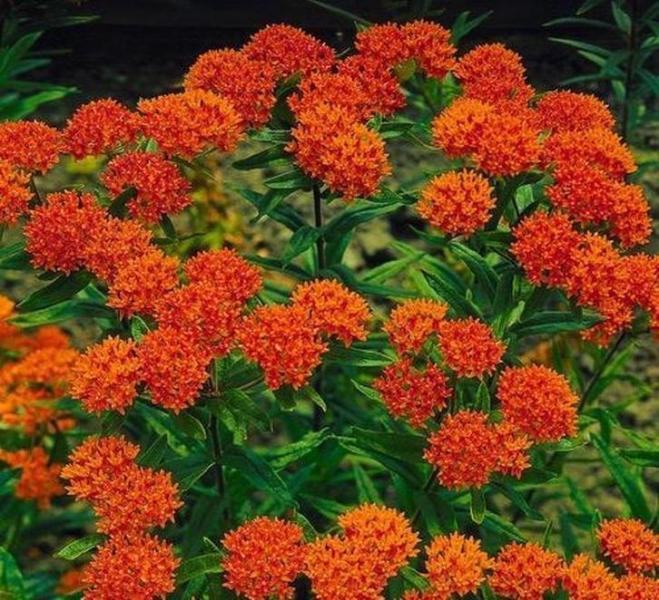 Asclepias Tuberosa (knolzijde plant) zaden, Tuin en Terras, Bloembollen en Zaden, Zaad, Najaar, Volle zon, Ophalen of Verzenden