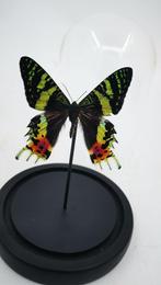 Vlinder Urania ripheus in stolp PREPARATENSHOP, Opgezet dier, Ophalen of Verzenden, Zo goed als nieuw, Insect