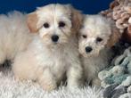 Maltipoo pups reutjes 1500€, Dieren en Toebehoren, Nederland, Parvo, 8 tot 15 weken, Meerdere
