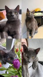 Russische Blauwe katten - Russian Blue cats, Dieren en Toebehoren, Katten en Kittens | Overige Katten, Kater, 0 tot 2 jaar