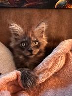 Maine coon kittens, Dieren en Toebehoren, Meerdere dieren, Gechipt, 0 tot 2 jaar