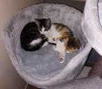 Onze 2 katjes zoeken een nieuw gouden mandje, Poes, Ontwormd, 0 tot 2 jaar