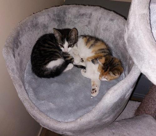 Onze 2 katjes zoeken een nieuw gouden mandje, Dieren en Toebehoren, Katten en Kittens | Raskatten | Korthaar, Poes, 0 tot 2 jaar
