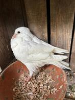 Jonge witte postduif (direct ophalen), Dieren en Toebehoren, Vogels | Duiven, Geslacht onbekend, Postduif