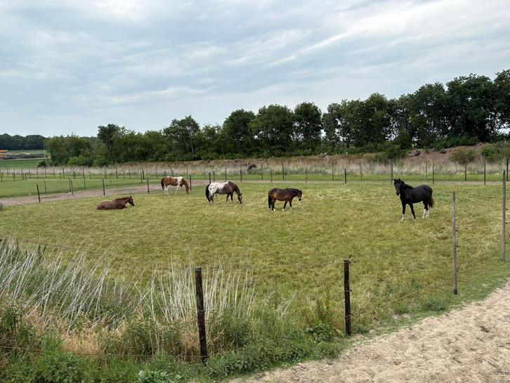 Plekjes vrij op onze Pearl Ranch / PP / weidegang / Stalling, Dieren en Toebehoren, Stalling en Weidegang, Stalling, Weidegang