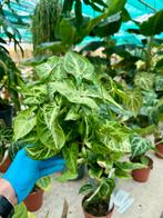 Syngonium Arrow - Pijlplant in 12cm Pot, Overige soorten, In pot, Minder dan 100 cm, Groene kamerplant