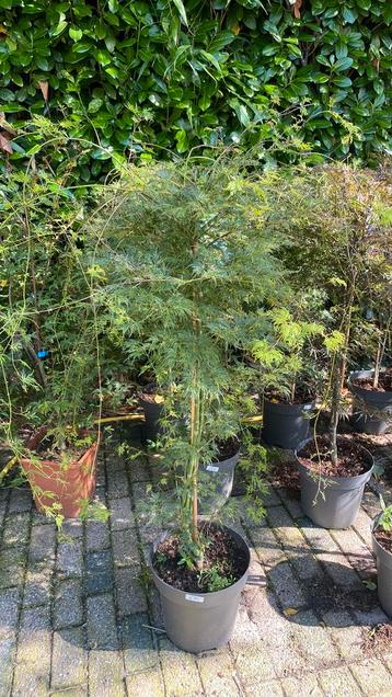 Japansen esdoorn ‘emerald lace’ beschikbaar voor biedingen