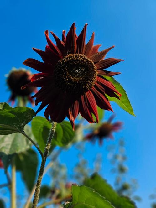 Zonnebloemen, Tuin en Terras, Bloembollen en Zaden, Ophalen of Verzenden