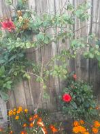 Jonge pruimenboom, Tuin en Terras, Planten | Bomen, Bloeit niet, Minder dan 100 cm, Volle zon, In pot