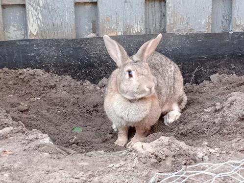 Konijnen vakantie opvang, Dieren en Toebehoren, Konijnen, Geslacht onbekend