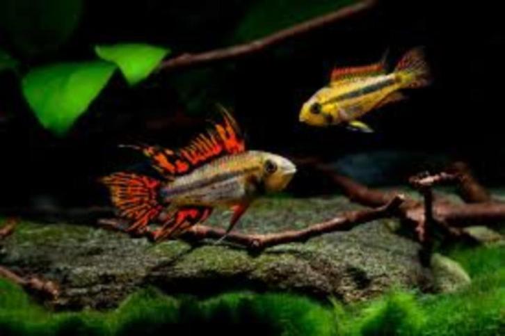 Apistogramma cacatuoides - Koidream Valburg, Dieren en Toebehoren, Vissen | Aquariumvissen, Zoetwatervis, Vis