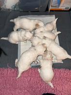 Maltezer pup te koop nog 1 reutje geboren op 13 augustus, Dieren en Toebehoren, Honden | Chihuahua's en Gezelschapshonden, Maltezer
