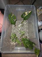 Verschillende plantjes/ stekjes, Ophalen, Overige soorten, Halfschaduw, Minder dan 100 cm