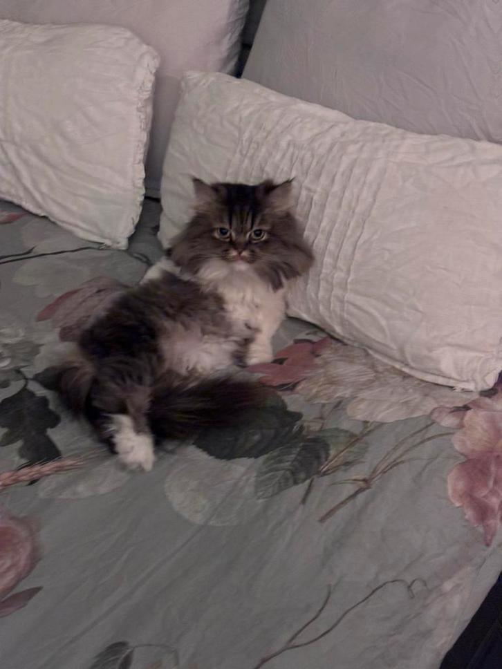 Perzisch Poesje, Dieren en Toebehoren, Katten en Kittens | Overige Katten, Poes