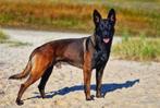 Prachtige herder pups uit goede KNPV bloedlijnen, Dieren en Toebehoren, 8 tot 15 weken, Meerdere, Meerdere dieren, Herder