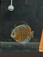 discus koppel, Dieren en Toebehoren, Vis, Zoetwatervis