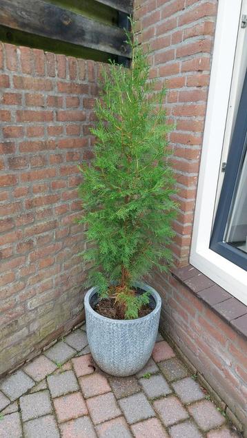 Jonge conifeer (4 jaar) met pot beschikbaar voor biedingen