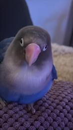 Agapornis ., Dieren en Toebehoren, Vrouwelijk, Tam