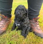 Prachtige zwarte medium labradoodle pups te koop, Overige rassen, CDV (hondenziekte), 8 tot 15 weken, Meerdere