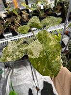 Alocasia Odora Batik Variegata - Verschillende maten, Huis en Inrichting, Kamerplanten, Overige soorten, In pot, Minder dan 100 cm