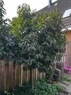 Portugese Laurierboom - Prunus lusitanica, Tuin en Terras, Planten | Bomen, Bloeit niet, Halfschaduw, 100 tot 250 cm, Overige soorten