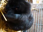Zwarte Duitsehangoor Ram, Dieren en Toebehoren, Konijnen, Mannelijk, Middelgroot, Hangoor, 0 tot 2 jaar