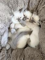 Ragdoll kittens, Dieren en Toebehoren, Katten en Kittens | Raskatten | Langhaar, Meerdere dieren, Ontwormd, 0 tot 2 jaar