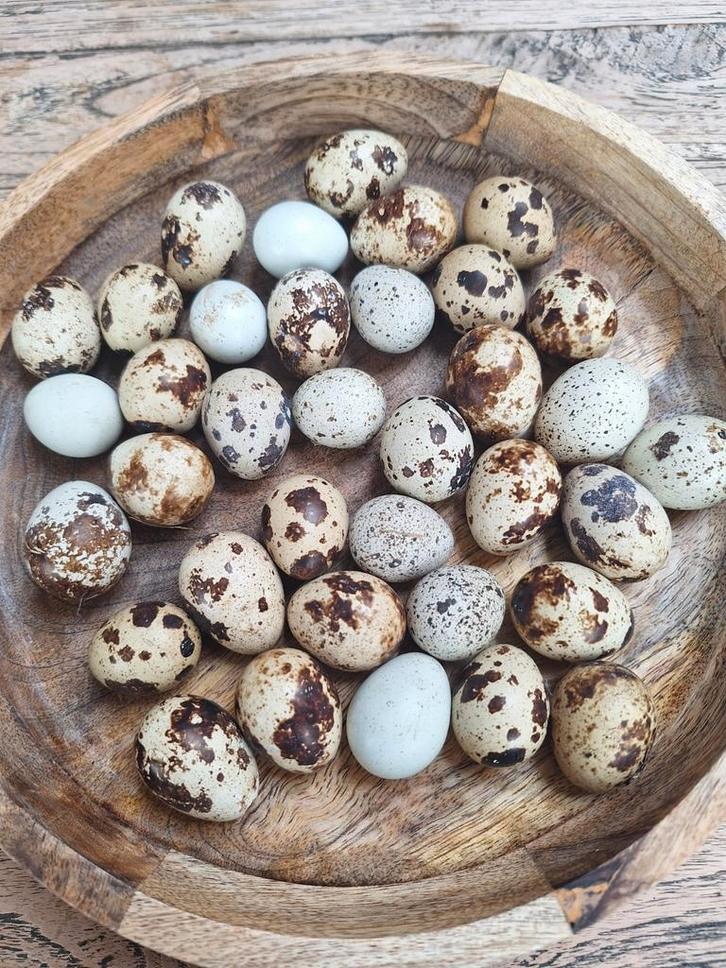 Verse kwarteleitjes!!! Zowel broedeieren als consumptie, Dieren en Toebehoren, Pluimvee, Overige soorten, Geslacht onbekend