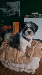 Lieve shih tzu pup, Dieren en Toebehoren, Honden | Chihuahua's en Gezelschapshonden, Rabiës (hondsdolheid), 15 weken tot 1 jaar