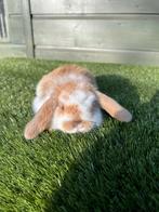 Mooie jongen dwerg hangoortjes, Meerdere dieren, Dwerg