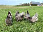 Jonge tamme Bleu de landes kippen hennen gesekst en ingeënt, Dieren en Toebehoren, Pluimvee, Vrouwelijk, Kip