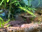 ancistrus bewezen kweekkoppel, Vis, Zoetwatervis