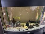 Aquarium Juwel Vison 180, Dieren en Toebehoren, Vissen | Aquaria en Toebehoren, Ophalen, Gevuld zoetwateraquarium