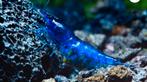 Blue darm garnalen, Dieren en Toebehoren, Vissen | Aquariumvissen, Kreeft, Krab of Garnaal