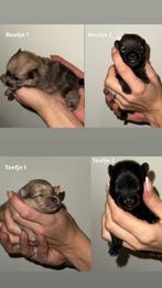 Pomeriaan pups, Dieren en Toebehoren, Overige rassen, 8 tot 15 weken, Meerdere, Meerdere dieren