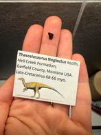 Thescelosaurus tand - 0.8cm, Verzamelen, Ophalen of Verzenden, Fossiel