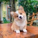 Welsh Corgi Pembroke Puppy's, Dieren en Toebehoren, CDV (hondenziekte), 8 tot 15 weken, Meerdere, Meerdere dieren