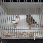 Glosters, Dieren en Toebehoren, Meerdere dieren