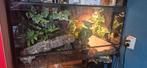 Mooie ballpython man zoekt nieuw huis., Slang, Met terrarium, 3 tot 6 jaar