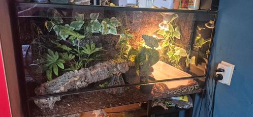 Mooie ballpython man zoekt nieuw huis., Dieren en Toebehoren, Reptielen en Amfibieën, Slang, 3 tot 6 jaar, Met terrarium, Tam
