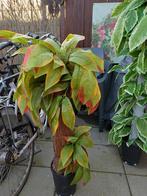 Mooie Ficus kamerplant in pot, Huis en Inrichting, Kamerplanten, Ficus, In pot, Minder dan 100 cm, Groene kamerplant