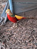 fazanten, Dieren en Toebehoren, Meerdere dieren, Overige soorten