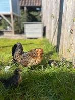 Antwerpse baardkriel / 2025 / koppeltje, Dieren en Toebehoren, Meerdere dieren, Kip