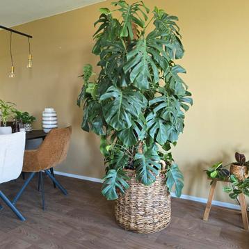 Grote Monstera kamer plant met rieten mand beschikbaar voor biedingen