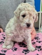 Witte dwerg poedel pup, Poedel, 8 tot 15 weken, CDV (hondenziekte), Meerdere